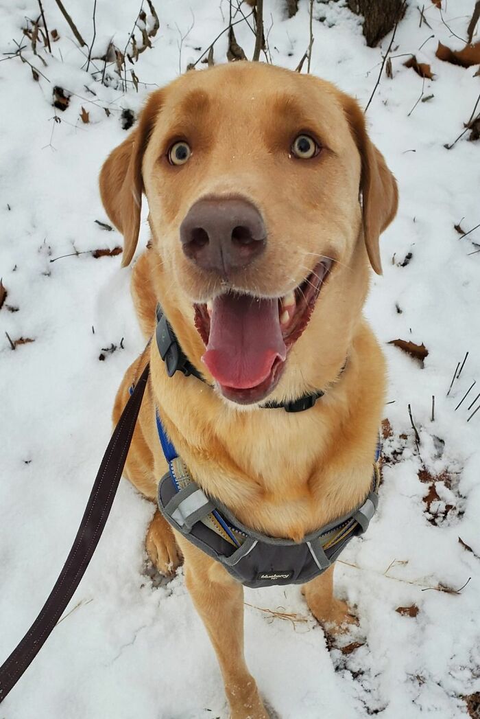 Ова се најдобрите фотографии од кучиња пријавени на предизвикот за најубави очи