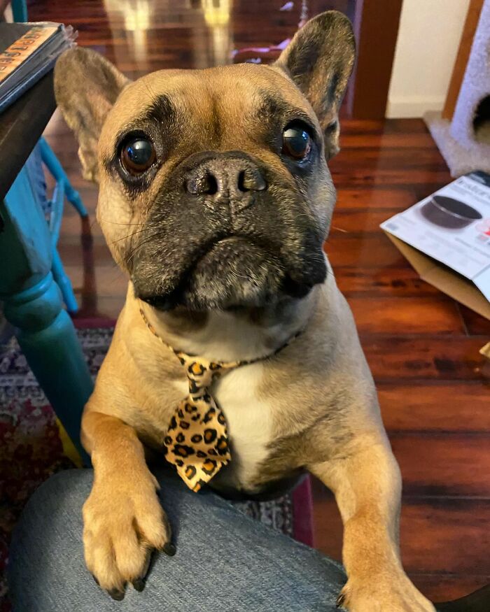 Ова се најдобрите фотографии од кучиња пријавени на предизвикот за најубави очи