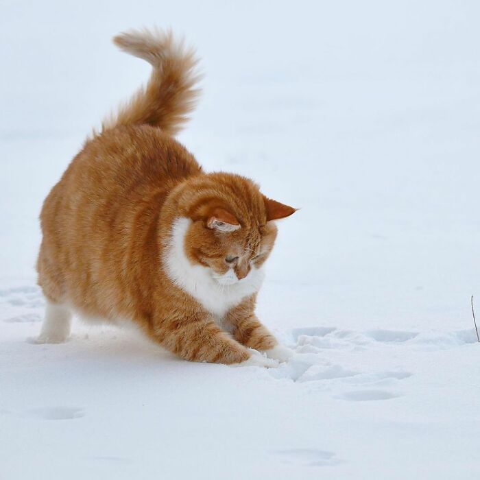 Запознајте го Џинџер: Слаткиот мачор кој ужива во снегот!