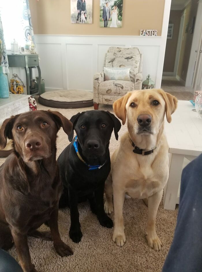 Ова се најдобрите фотографии од кучиња пријавени на предизвикот за најубави очи