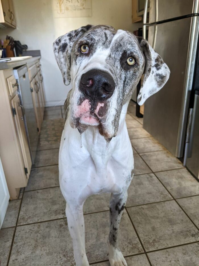 Ова се најдобрите фотографии од кучиња пријавени на предизвикот за најубави очи