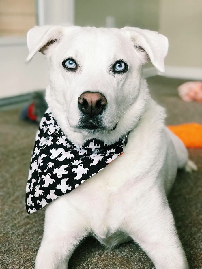 Ова се најдобрите фотографии од кучиња пријавени на предизвикот за најубави очи