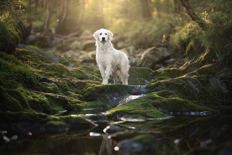 Кучиња фотографирани во зачудувачки пејсажи
