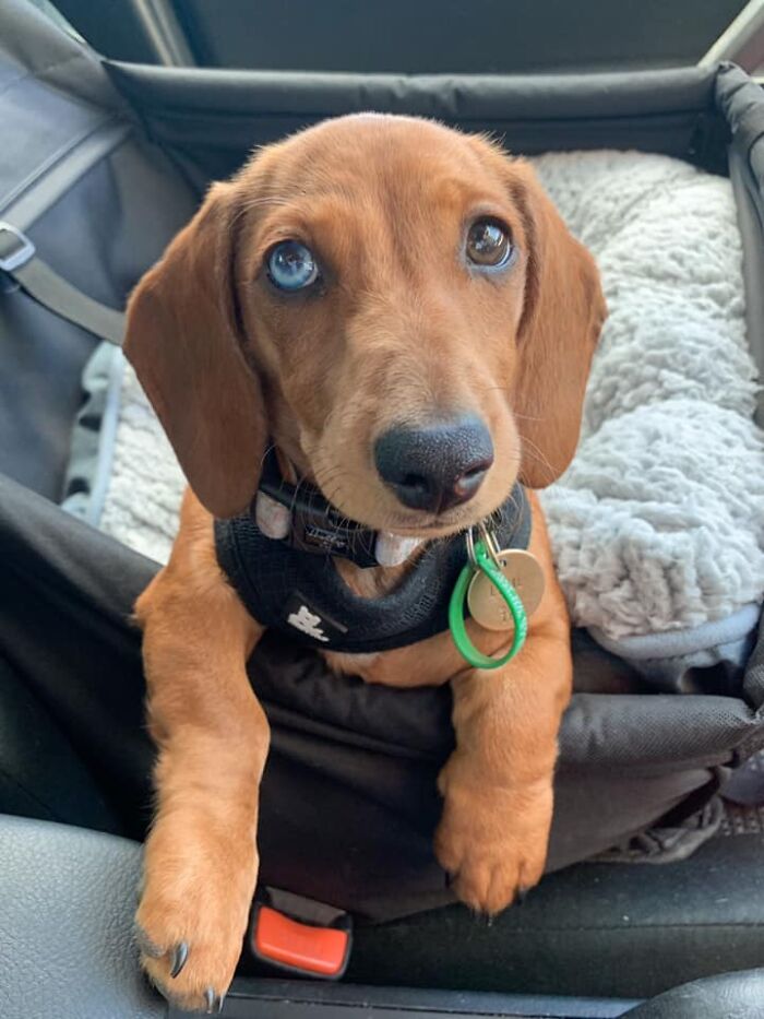 Ова се најдобрите фотографии од кучиња пријавени на предизвикот за најубави очи