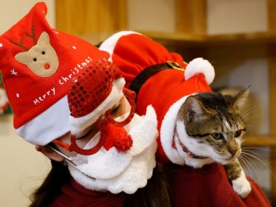 Што може да биде послатко од мачки облечени во костими за Дедо Мраз?
