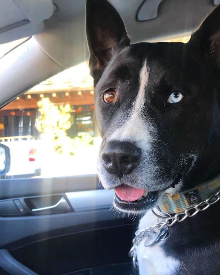 Ова се најдобрите фотографии од кучиња пријавени на предизвикот за најубави очи