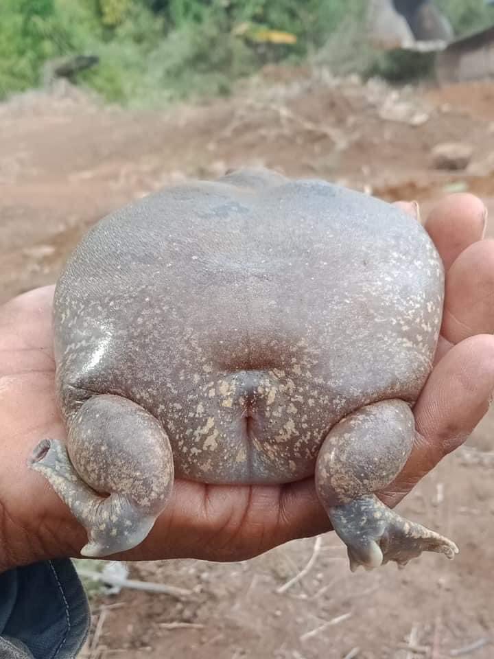 Оваа неверојатна жаба е толку голема што луѓето не веруваат дека е вистинска