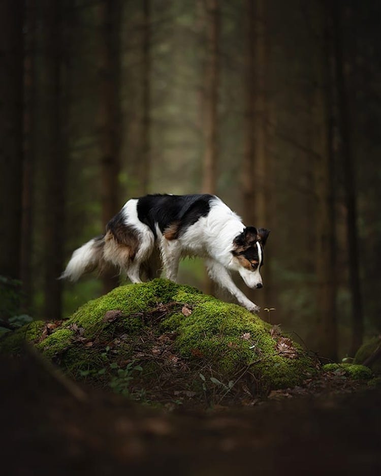 Кучиња фотографирани во зачудувачки пејсажи