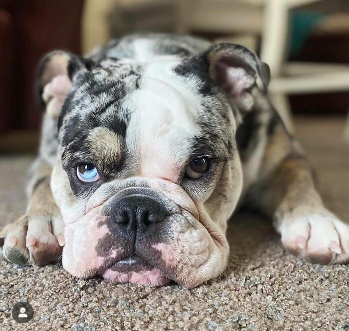 Ова се најдобрите фотографии од кучиња пријавени на предизвикот за најубави очи