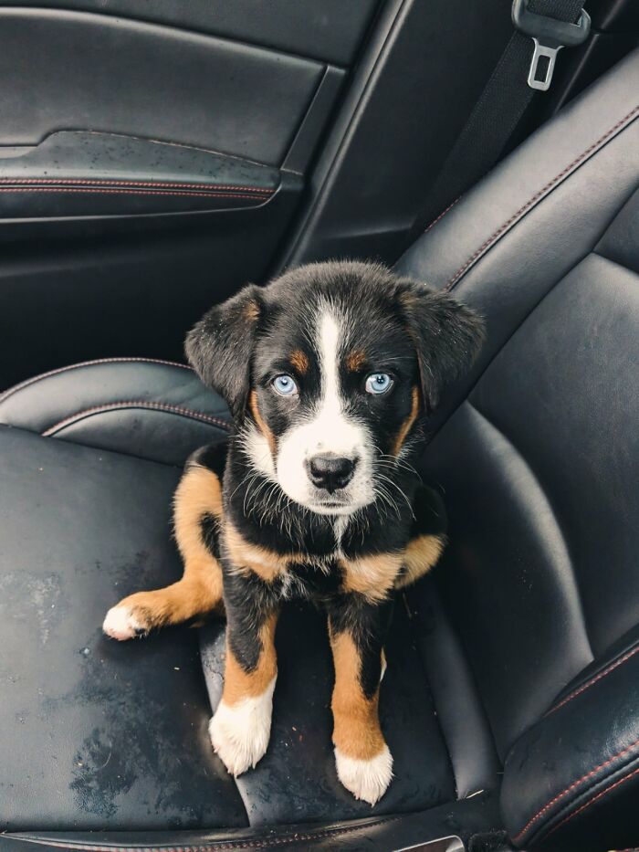 Ова се најдобрите фотографии од кучиња пријавени на предизвикот за најубави очи