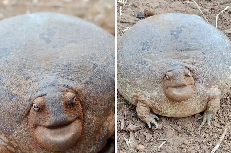 Оваа неверојатна жаба е толку голема што луѓето не веруваат дека е вистинска