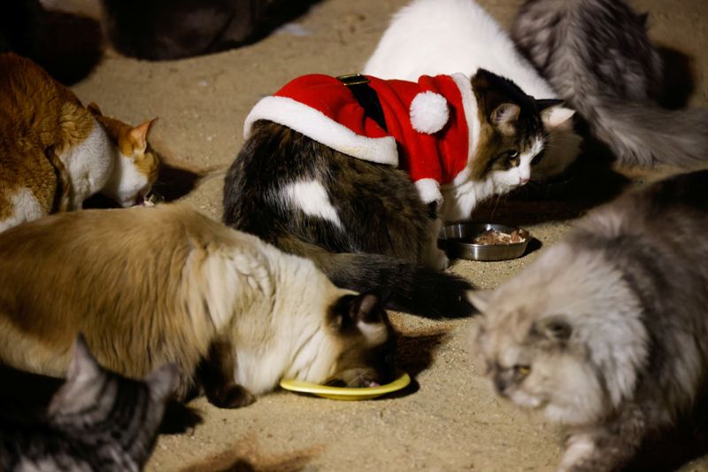 Што може да биде послатко од мачки облечени во костими за Дедо Мраз?