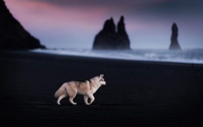 Кучиња фотографирани во зачудувачки пејзажи