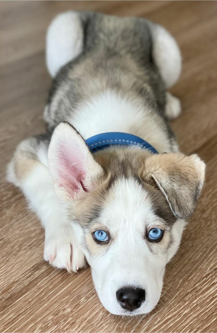 Ова се најдобрите фотографии од кучиња пријавени на предизвикот за најубави очи