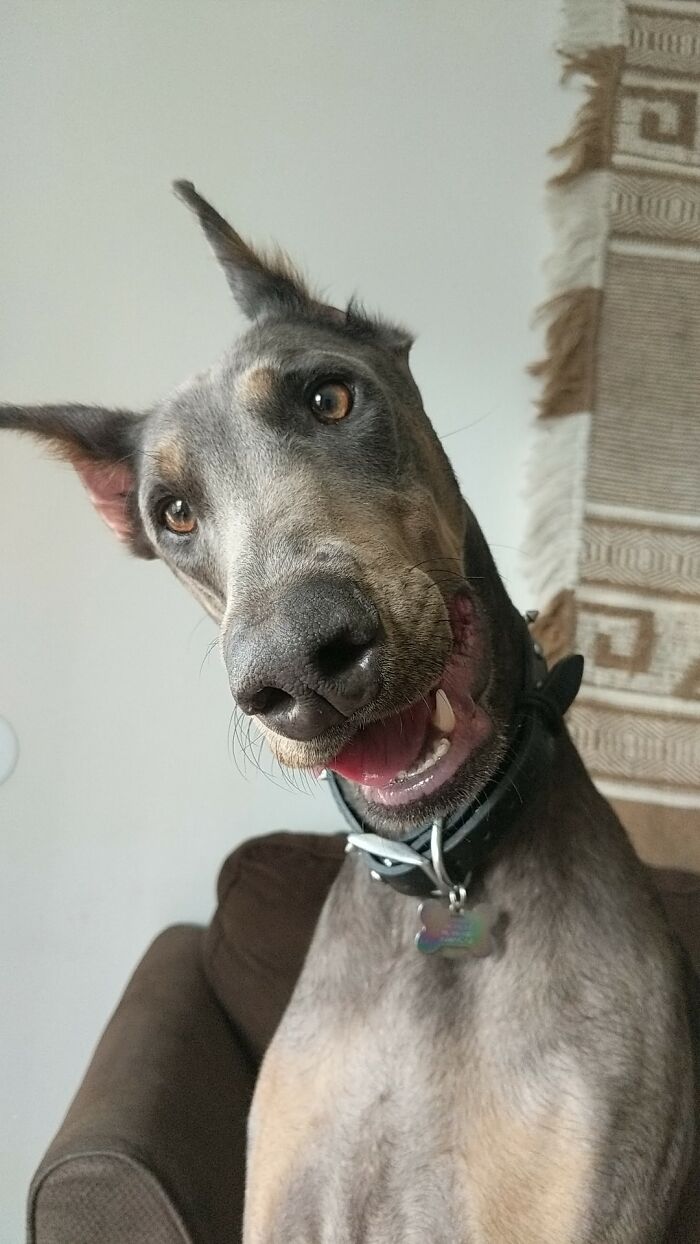 Ова се најдобрите фотографии од кучиња пријавени на предизвикот за најубави очи