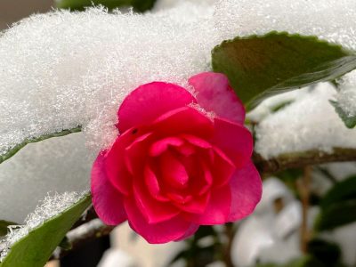 Балкон полн со разнобојни цвеќиња и во текот на зимата: Растенија што можат да преживеат на мраз и на ниски температури