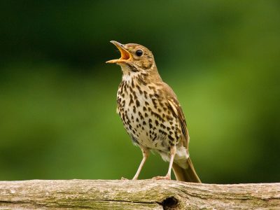 Дали знаете дека пеењето на птиците влијае на среќата на луѓето исто како и покачувањето на платата?