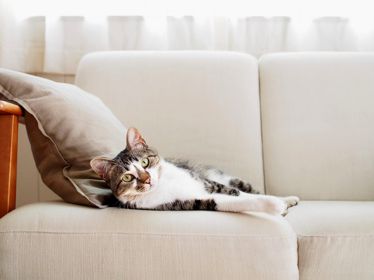 Домашно милениче и чиста куќа: Не е лесно, но е можно со овие неколку трикови
