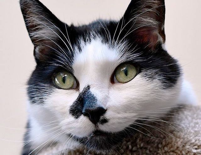 Што прават мачките кога не сте дома?