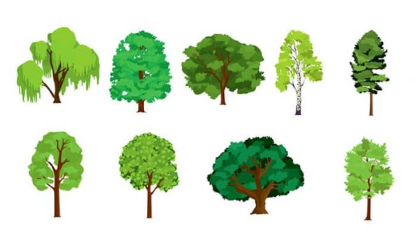 Тест: Изберете едно дрво и дознајте што ве чека оваа година