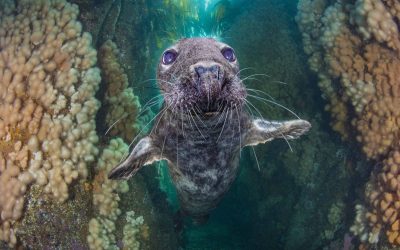 10 неверојатни фотографии од океанскиот живот што учествуваа на натпреварот за „Најдобар подводен фотограф на годината“