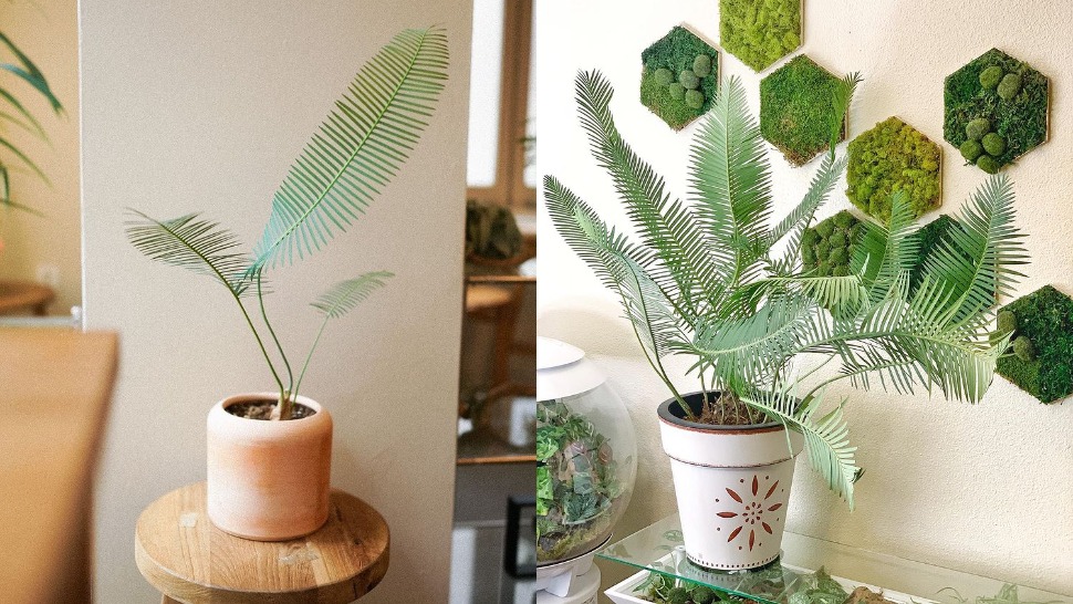 Диоон едуле: Растение кое се вклопува во секој ентериер