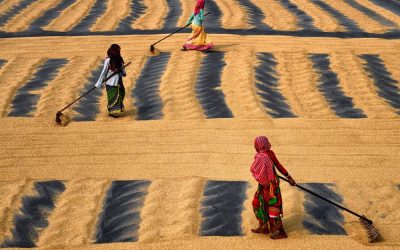 Еве како изгледа сушење ориз во Индија: Работа што му ја одзема сета сила на работникот