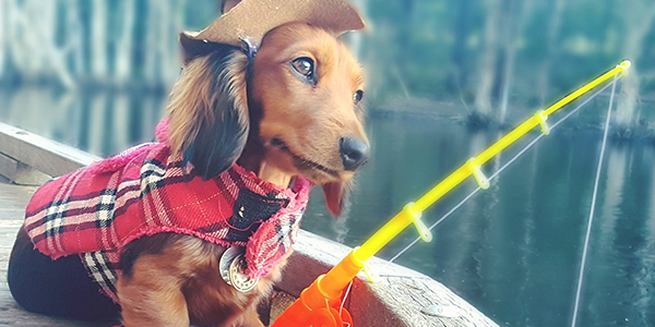 Ова слатко кученце е новата ѕвезда на Инстаграм