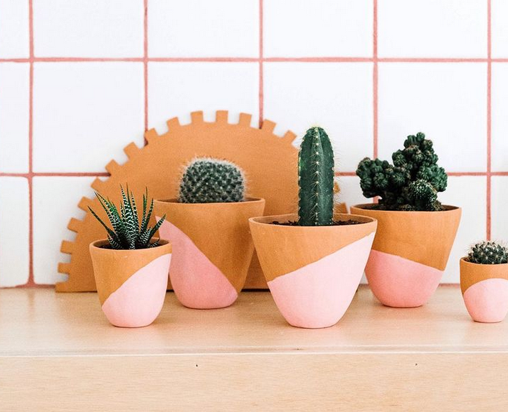 Слатки минијатурни кактуси што веднаш ќе посакате да ги имате во вашиот дом