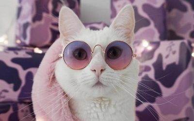 Запознајте ја Запа: Најфотогеничната и најстилска мачка на Инстаграм