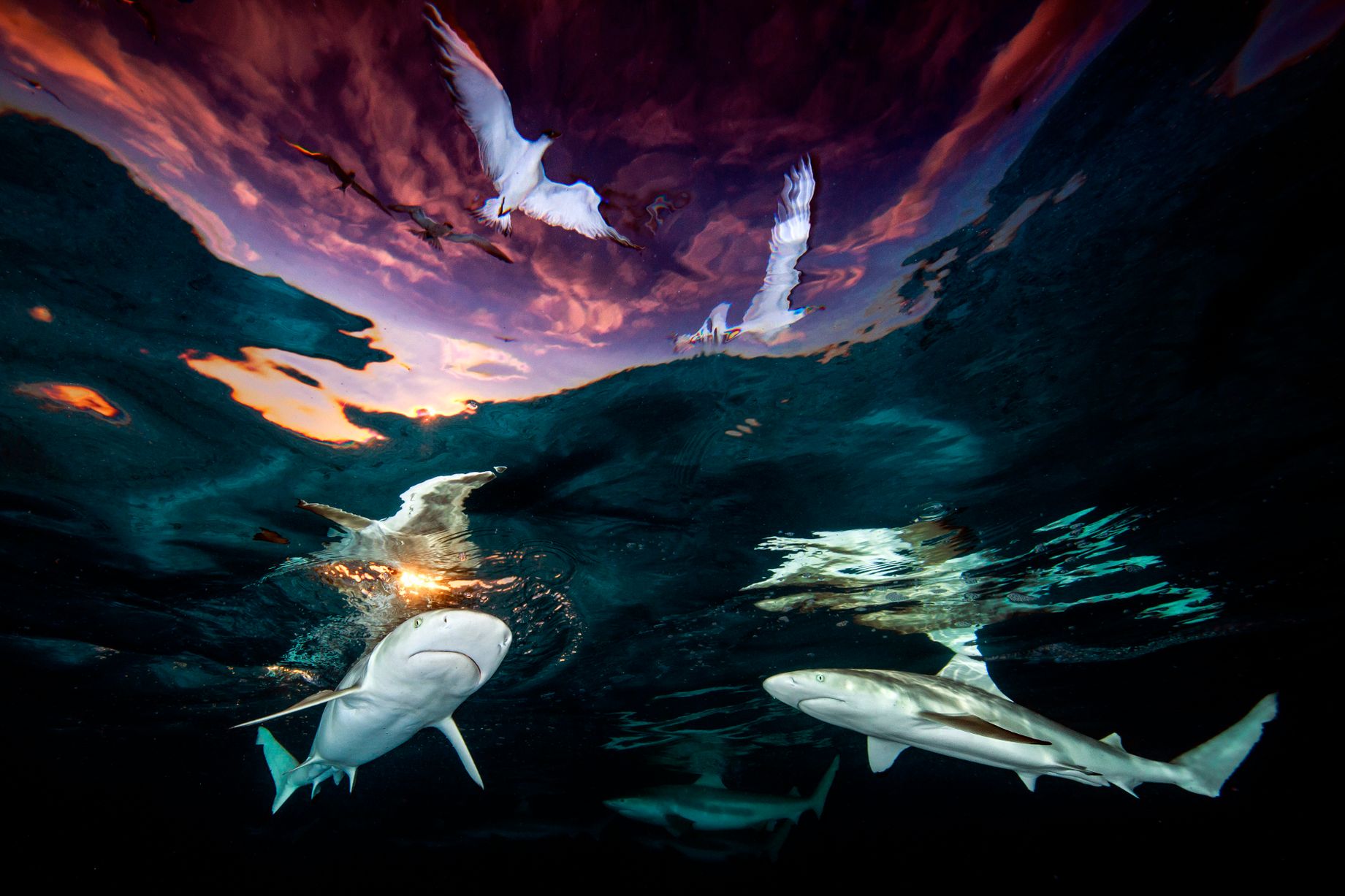 10 неверојатни фотографии од океанскиот живот што учествуваа на натпреварот за „Најдобар подводен фотограф на годината“ 