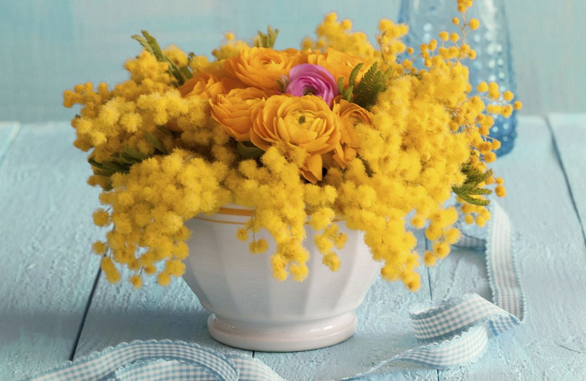 Неколку идеи како да ја истакнете убавината на мимозите