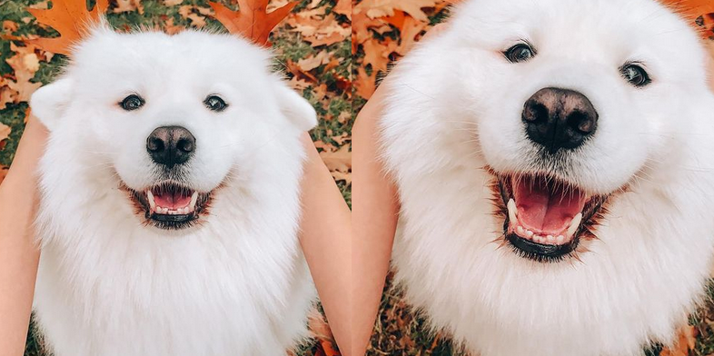 Ова видео од куче кое добива имагинарна храна сигурно ќе ве насмее и вас