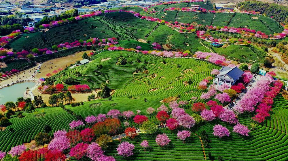 Пролет во Кина: Парк обоен со најубавите розови нијанси 