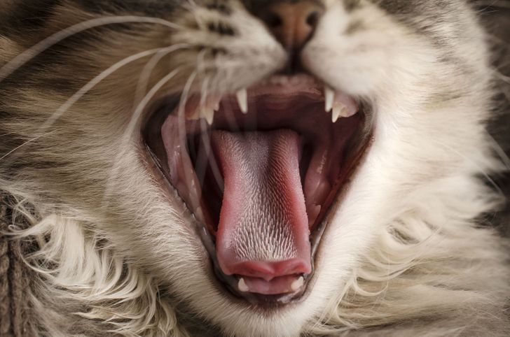 Зошто мачките имаат толку груб јазик?