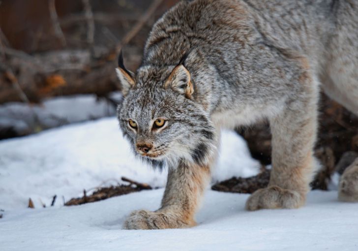 16 животни на кои природата ја потрошила целата своја креативност