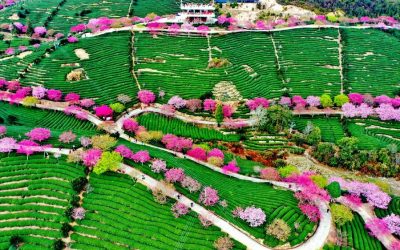Пролет во Кина: Парк обоен со најубавите розови нијанси