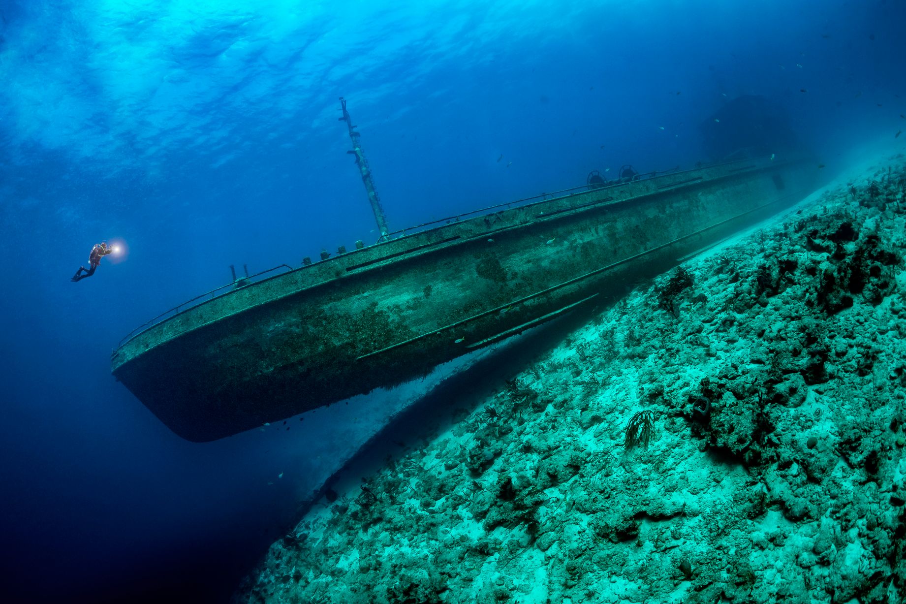 10 неверојатни фотографии од океанскиот живот што учествуваа на натпреварот за „Најдобар подводен фотограф на годината“ 