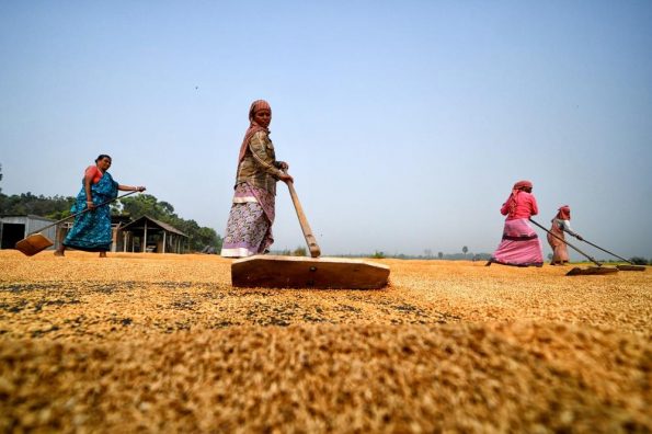 Еве како изгледа сушење ориз во Индија: Работа што му ја одзема сета сила на работникот