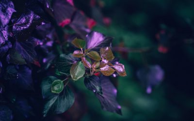 Фотографии кои ја истакнуваат мистичната убавина на растенијата