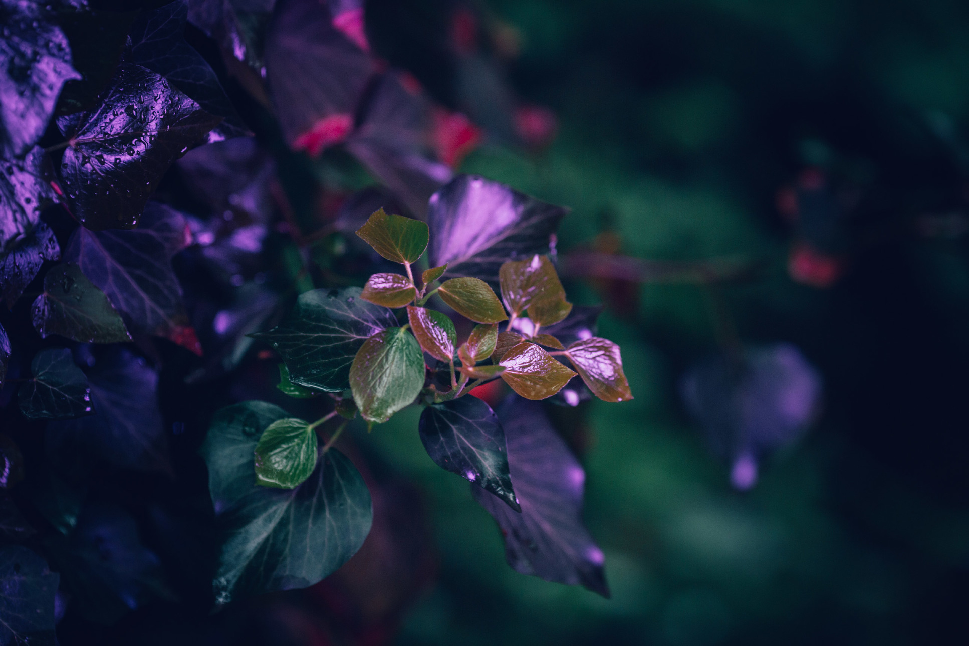 Фотографии кои ја истакнуваат мистичната убавина на растенијата