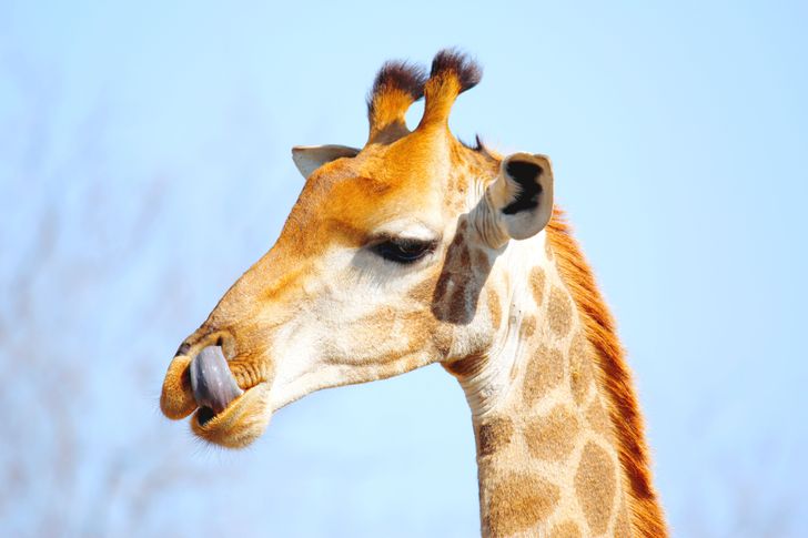 16 животни на кои природата ја потрошила целата своја креативност