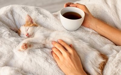 Што ќе направи мачката ако „намириса“ дека сте болни или имате температура?