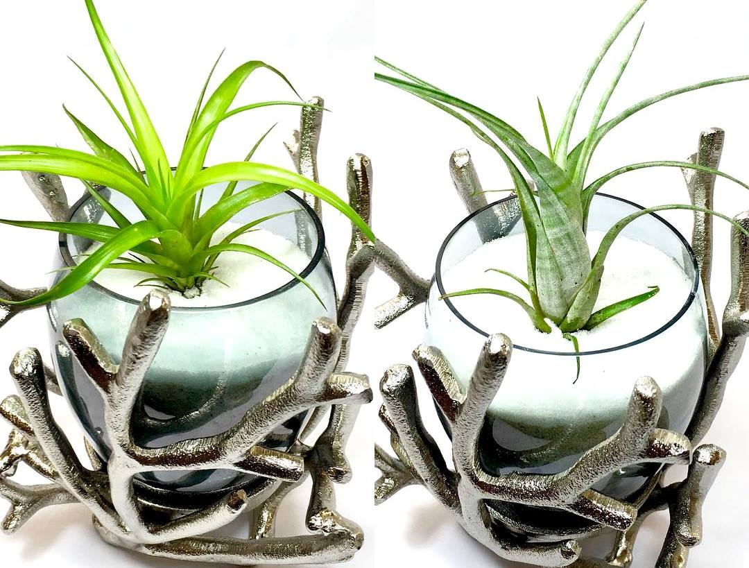 Тиландсија – растение на кое не му треба почва за раст и развој