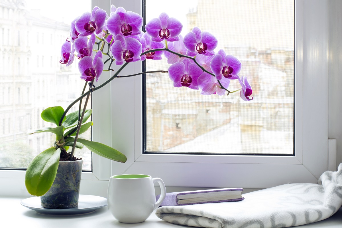 За повторно цветање: Пијалак што орхидеите го сакаат повеќе од водата