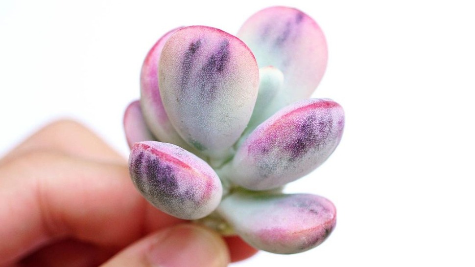 Овие прекрасни сукуленти изгледаат како бонбони