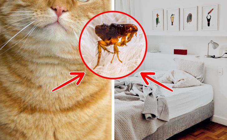 5 работи на кои треба да внимавате кога ја оставате мачката во вашиот кревет