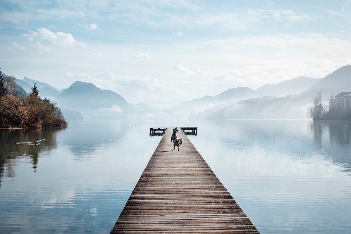 Фотографка патува со своите кучиња откако ги спаси од улиците на Романија 