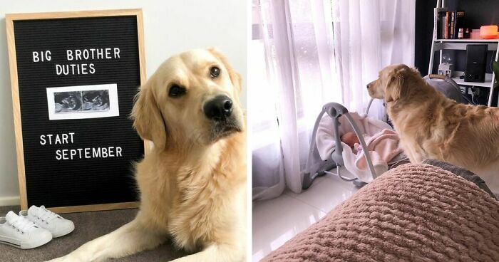 Фотографии кои ја прикажуваат неверојатната љубов помеѓу еден златен ретривер и мало девојче