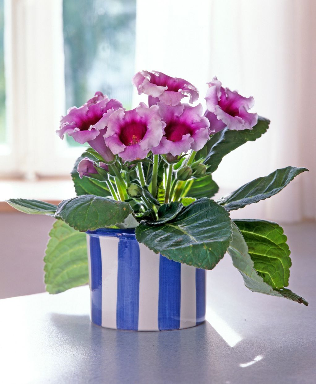 Глоксинија - цвет што ќе ве воодушеви на најубавиот можен начин